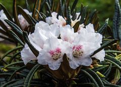 R.roxieanum 'Needle Dane'